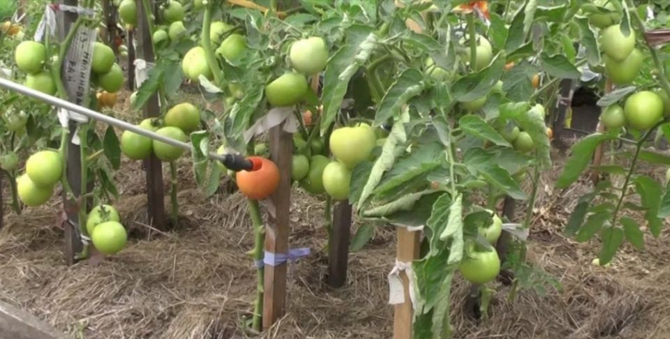 ���� �� �������� � �������: ��� ���������� ������ ������