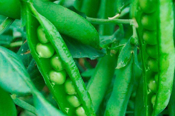 Как вырастить горох Беркут: секреты и особенности