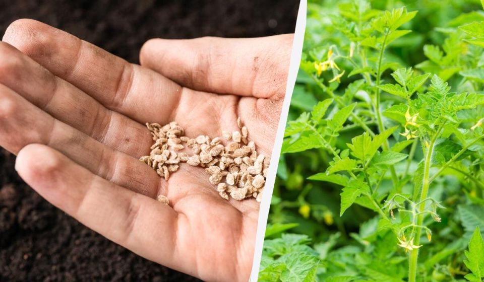 Как замочить семена для быстрого прорастания: секреты для огородников