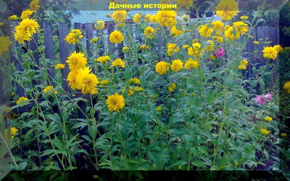 Как ухаживать за садом в августе: главные советы для дачников